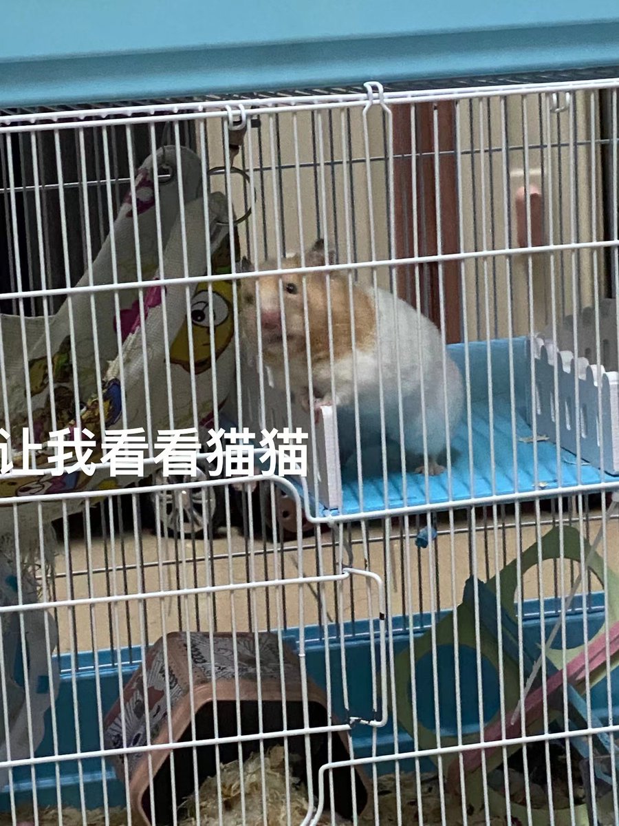 JOJOreallybaby's tweet photo. 鼠鼠我啊，看到了猫猫捏 https://t.co/g3axPGC0eY