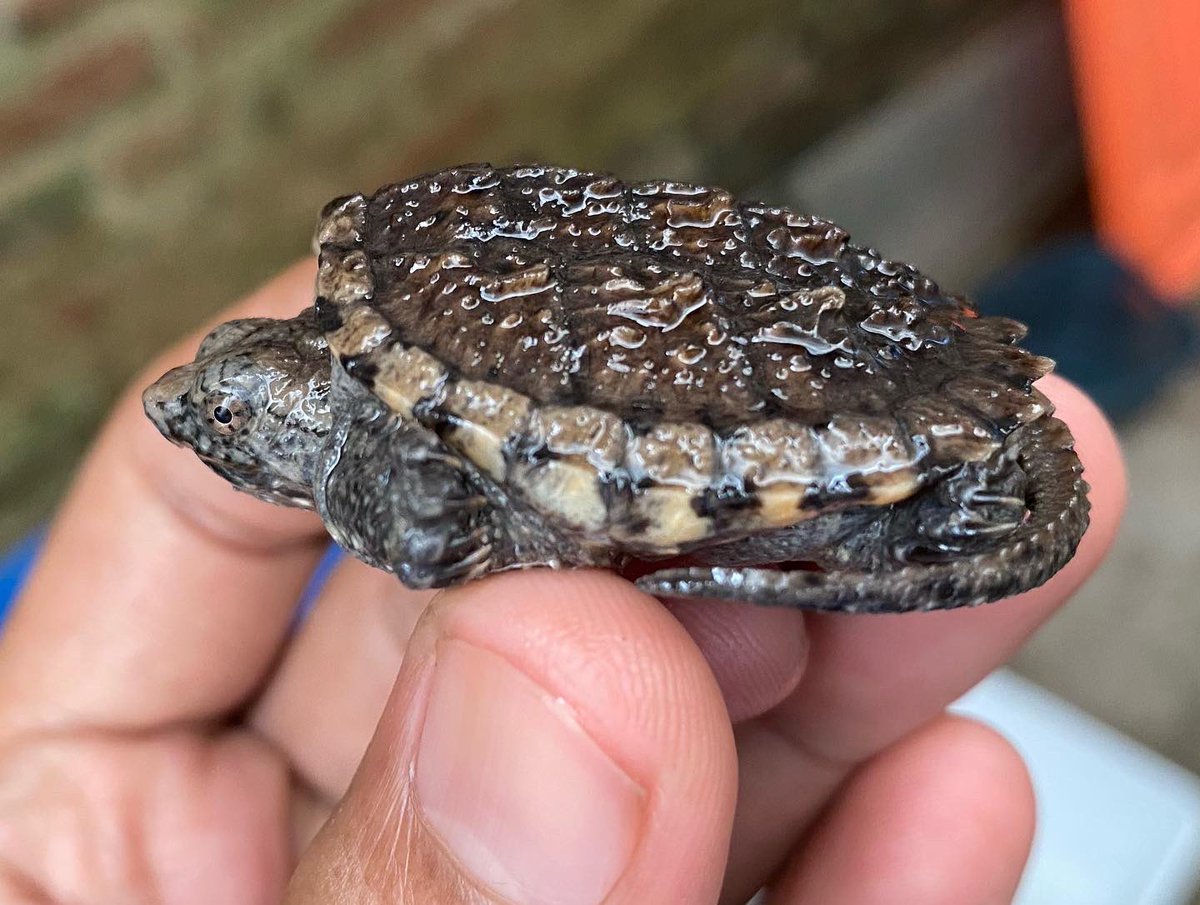 strijdbaar_'s tweet photo. Menurutku ini kura air sangar
Sensasi pas ngasih makan nya asik banget
Jlebbbbb
Dulu segini 500 ribu
Sekarang 350 ribu
Tapi aku jual 250 ribuan gapapa 🙌🏻
#commonsnappingturtle https://t.co/UsyWCzidJH