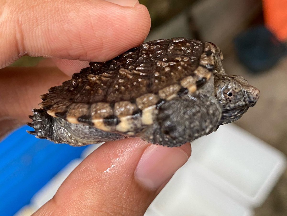 strijdbaar_'s tweet photo. Menurutku ini kura air sangar
Sensasi pas ngasih makan nya asik banget
Jlebbbbb
Dulu segini 500 ribu
Sekarang 350 ribu
Tapi aku jual 250 ribuan gapapa 🙌🏻
#commonsnappingturtle https://t.co/UsyWCzidJH