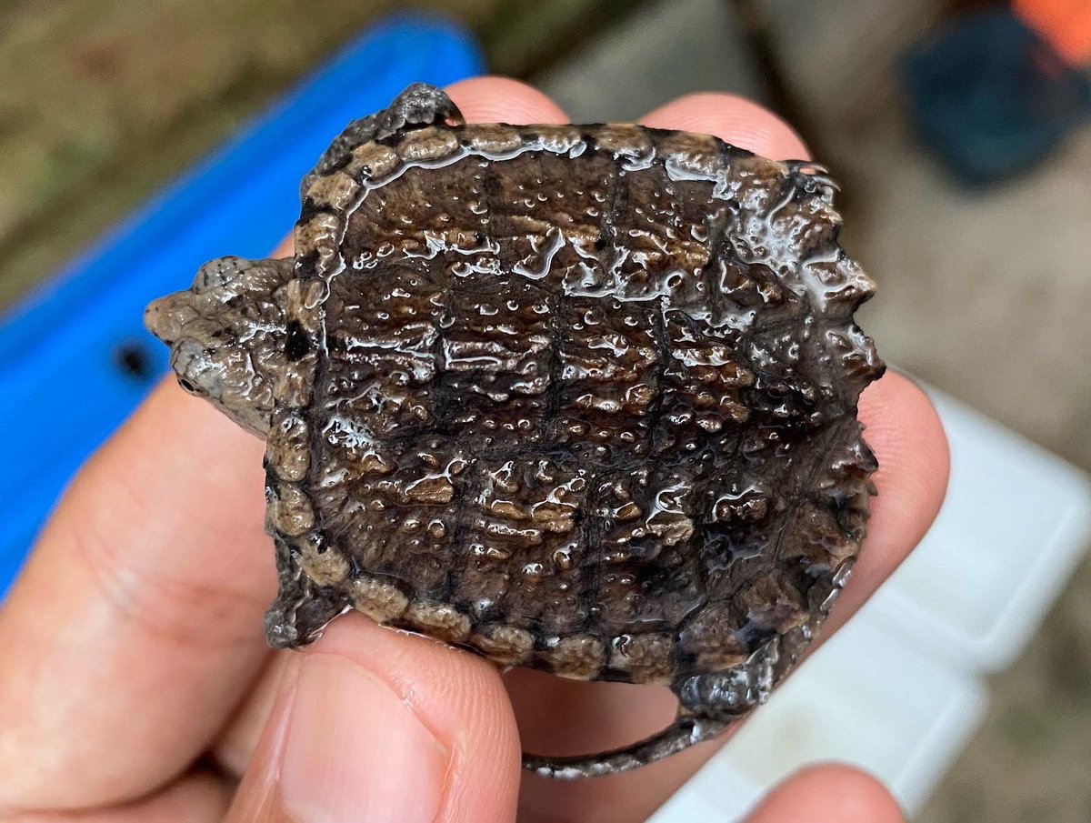 strijdbaar_'s tweet photo. Menurutku ini kura air sangar
Sensasi pas ngasih makan nya asik banget
Jlebbbbb
Dulu segini 500 ribu
Sekarang 350 ribu
Tapi aku jual 250 ribuan gapapa 🙌🏻
#commonsnappingturtle https://t.co/UsyWCzidJH