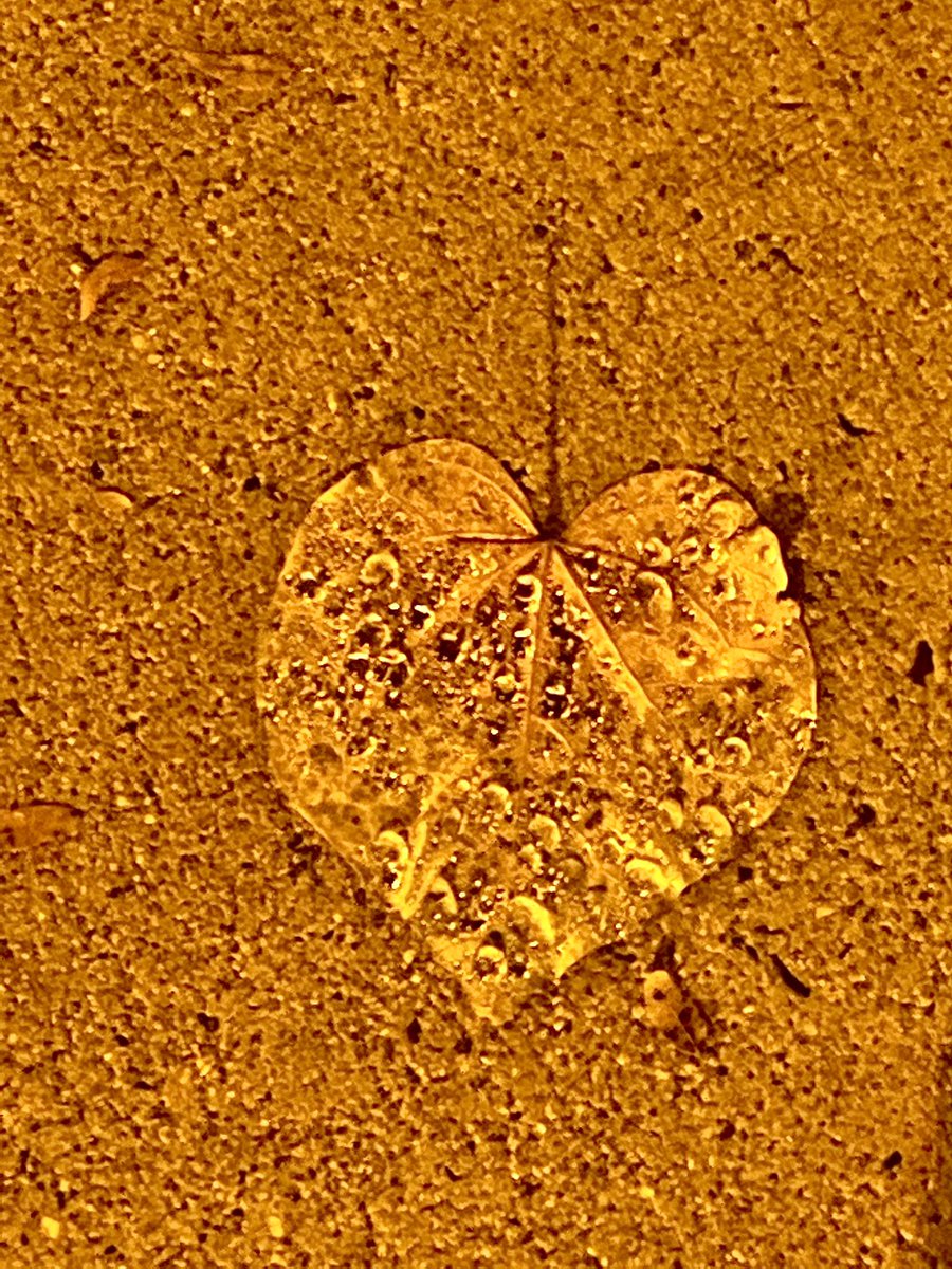 Warrior_Maiden's tweet photo. Saw this perfect loving gift from nature tonight and I had to take a pic. Even when you are alone know you are loved. https://t.co/PN3NxFHp4K
