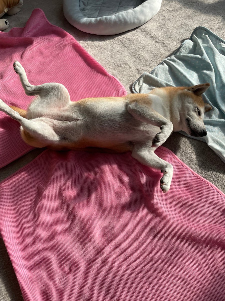 cassiopeia3618's tweet photo. ひなたぼっこ☀️ https://t.co/kFFXj6aj1B