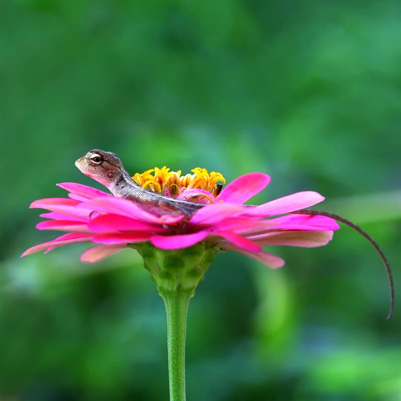 Reptile Posting (on break) tweet media