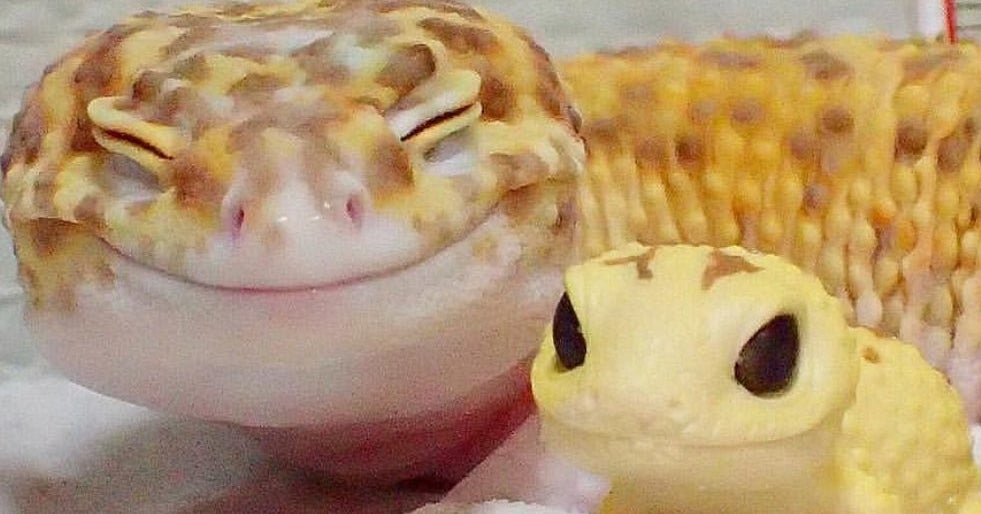 Reptile Posting (on break) tweet media