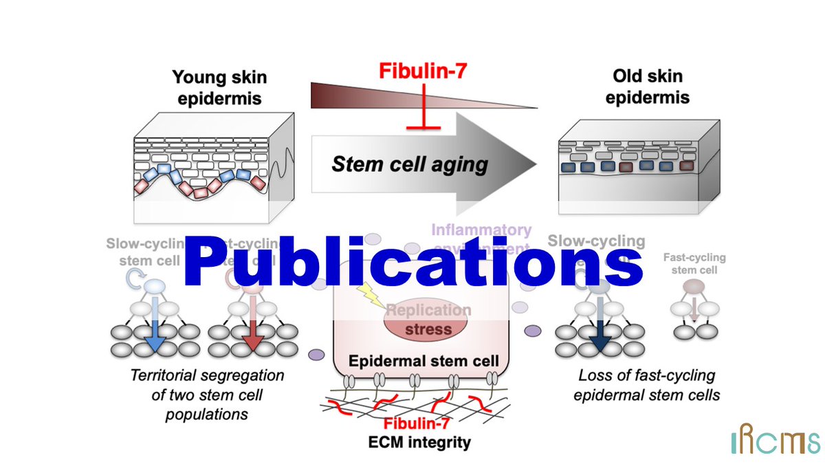 IRCMS_KU's tweet photo. [ Publications Update ]
Lab: Aiko Sada @sada_laboratory 

Title: The extracellular matrix fibulin 7 maintains epidermal stem cell heterogeneity during skin aging

Find out more
https://t.co/hbR1Hj2WQz
#熊本大学 #KumamotoUniversity #aging #skin #stemcells @emboreports #emboreports https://t.co/pg9Rcbbzru