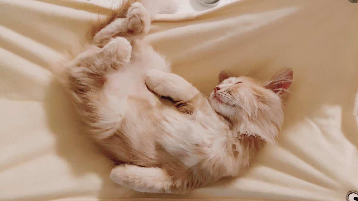 今日も頑張ろー🐣✨

#天使 #天使の日 
#天使さんの贈り物 
#サイベリアン #猫がいる生活