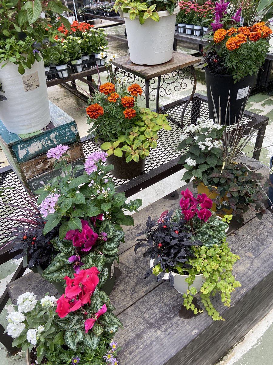 Which is your favorite flower? I’m not an imperialist but I can be proud of chrysanthemum. That’s a national flower of Japan and there are contests with beautiful chrysanthemums. 🕊