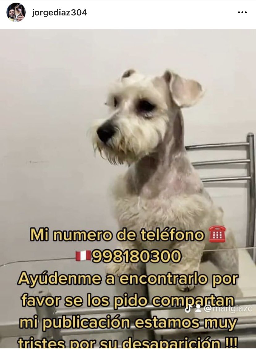 MariaT224's tweet photo. Mascota extraviada, alguna información al número 998180300👇👇👇 https://t.co/HweUwExSfZ