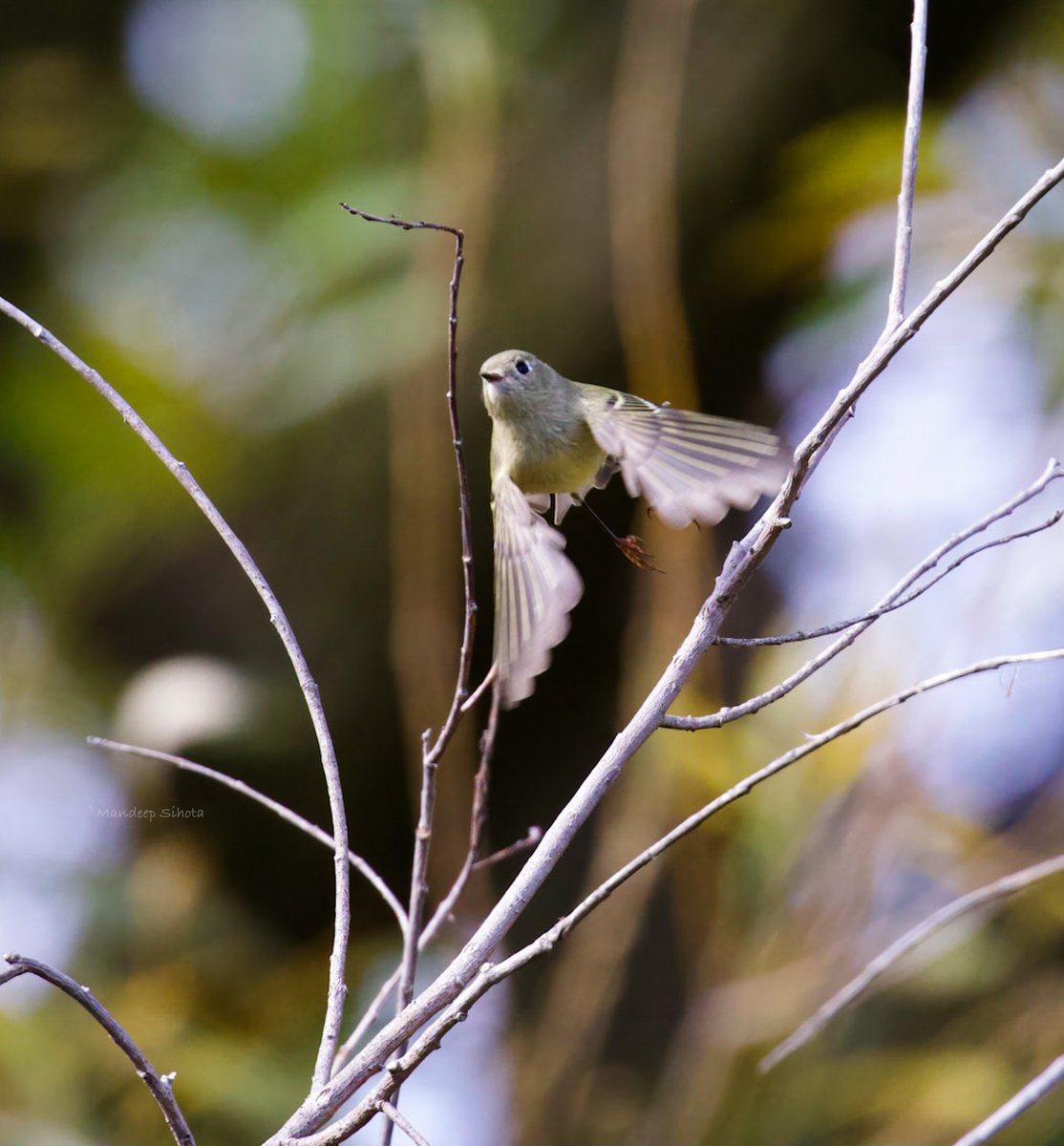 Mandeepsihota's tweet photo. Itโs quite a challenge getting them in flight, but thatโs the fun part ๐ #rubycrownedkinglets #birds #birding #birdsinflight BIF #birdphotography #birdsinwild #twitterbirds #IndiAves #smile #canon #canonfavpic https://t.co/lYKL56hLtx