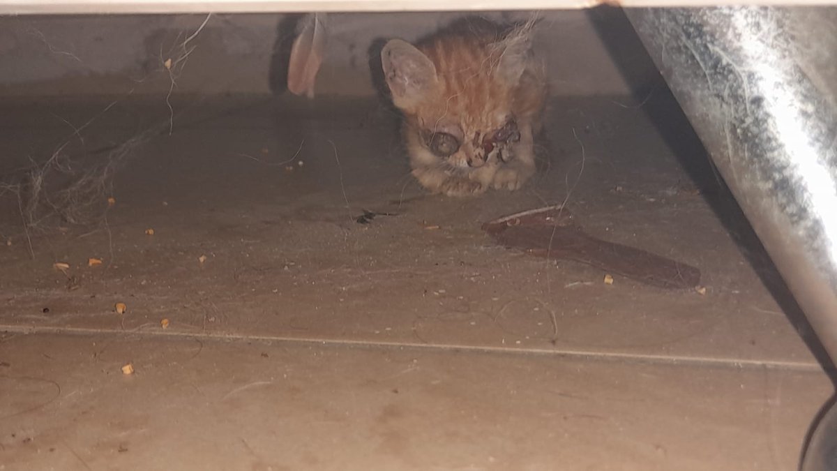 💔💔  Es indignante este caso 💔💔

Se imaginan uds que por un descuido de la persona  que lo tiene 😢😢 desde bebé para "educarlo" y se adapte mejor, ahora no lo quiere por qué le salió "ciego" 😠😠 nos contacto y claramente vamos a atender este caso 😭😭