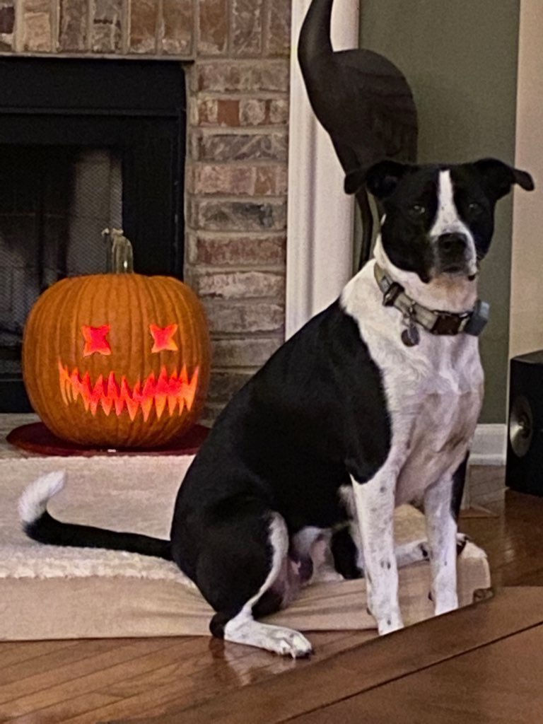 FuriousZoey's tweet photo. Getting ready to celebrate halloween in style 🎃👻
#halloweendecor #DogsofTwittter https://t.co/wWZJFRpLWr