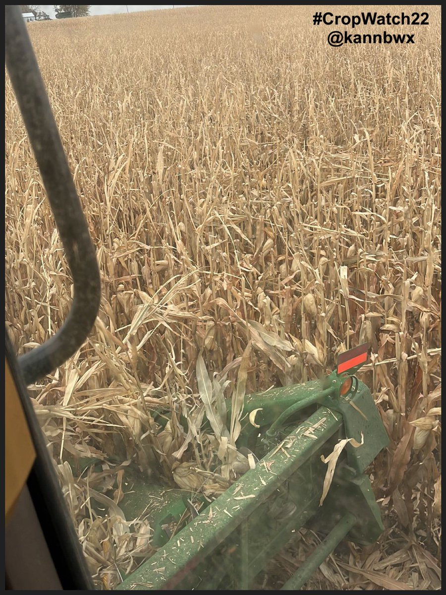 kannbwx's tweet photo. Minnesota #CropWatch22 #corn was started Monday afternoon, but rain stopped the harvest just a few acres in. Excellent yields have been expected here, and so far, the prediction looks good. https://t.co/mHUTUsZuWF