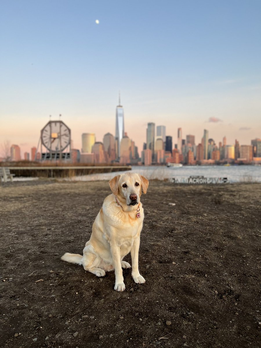 arjunram's tweet photo. Almost 13 years of unwavering love and support. An amazing sister, kind kid and a steady companion. #dogsinheaven ❤️ 😰 I’m heart broken 💔 but glad you are in heaven. Goodbye Daisy! https://t.co/IchokvAhs9