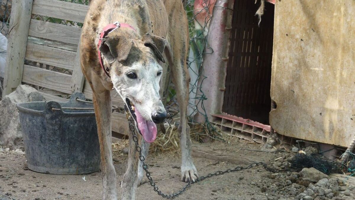 Proyecto4Patas's tweet photo. El fiscal Omar De Pedro falló a favor de los criminales. Decidió devolver 77 galgos A SUS MALTRATADORES.

Para tener un Poder Judicial que realmente haga justicia y se acate a la Ley, exigimos el apartamiento del fiscal Omar De Pedro 

FIRMÁ LA PETICIÓN👇
https://t.co/KLj2JnE1LK https://t.co/GQqqAsy0t4
