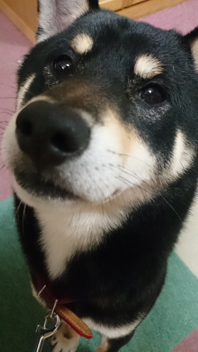 TfRoWraEhVTh9kV's tweet photo. おはようございます🐔
帰省して家を整理していたら母の古いスマホを発見しました📱
虎哲の写真や動画が沢山あって懐かしい気持ちになりました😌 https://t.co/ZfObpkrQJC