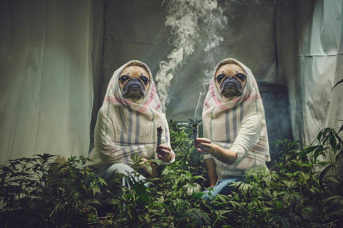 Herb tweet media
