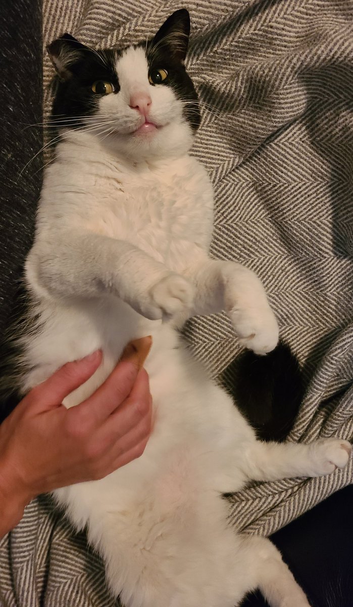 moerkrum's tweet photo. The dumpling says hi.
#CatsOfTwitter https://t.co/rwtTjn66xA