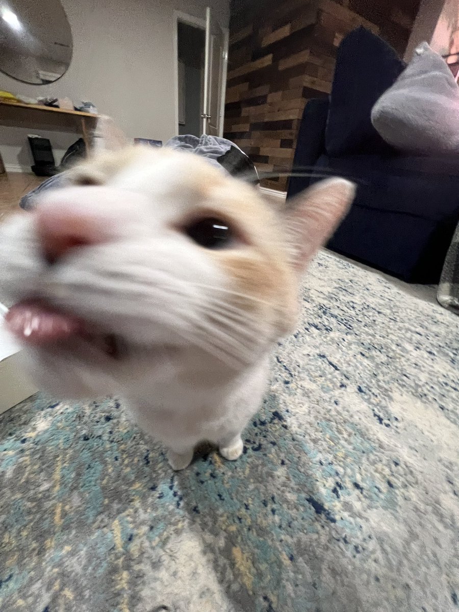 fatfatpankocat's tweet photo. Messy eater https://t.co/6zjVsQcjrO