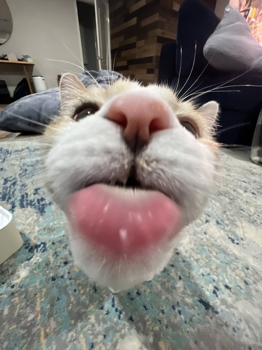 fatfatpankocat's tweet photo. Messy eater https://t.co/6zjVsQcjrO