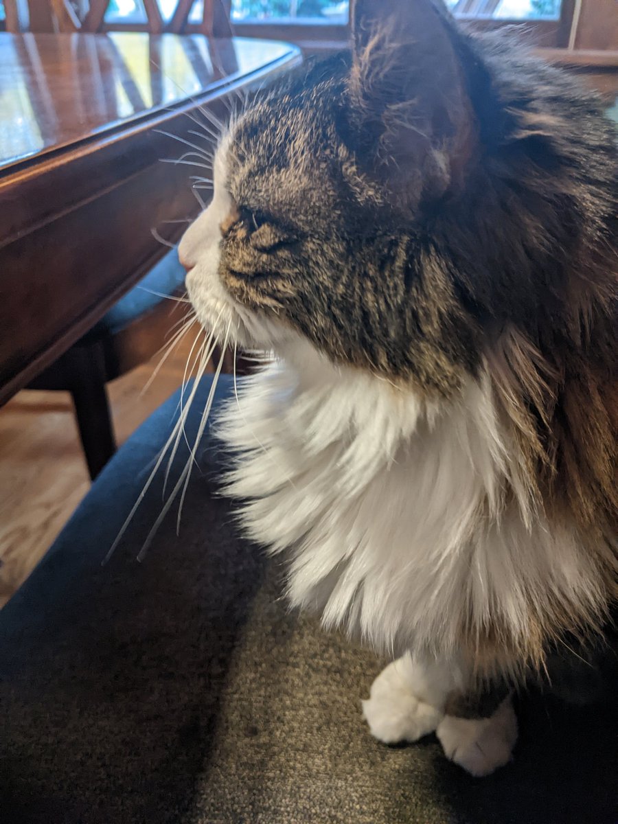 TheRealPhDiva's tweet photo. #CatSeat #WaitingForService https://t.co/rXp0Cck0G6