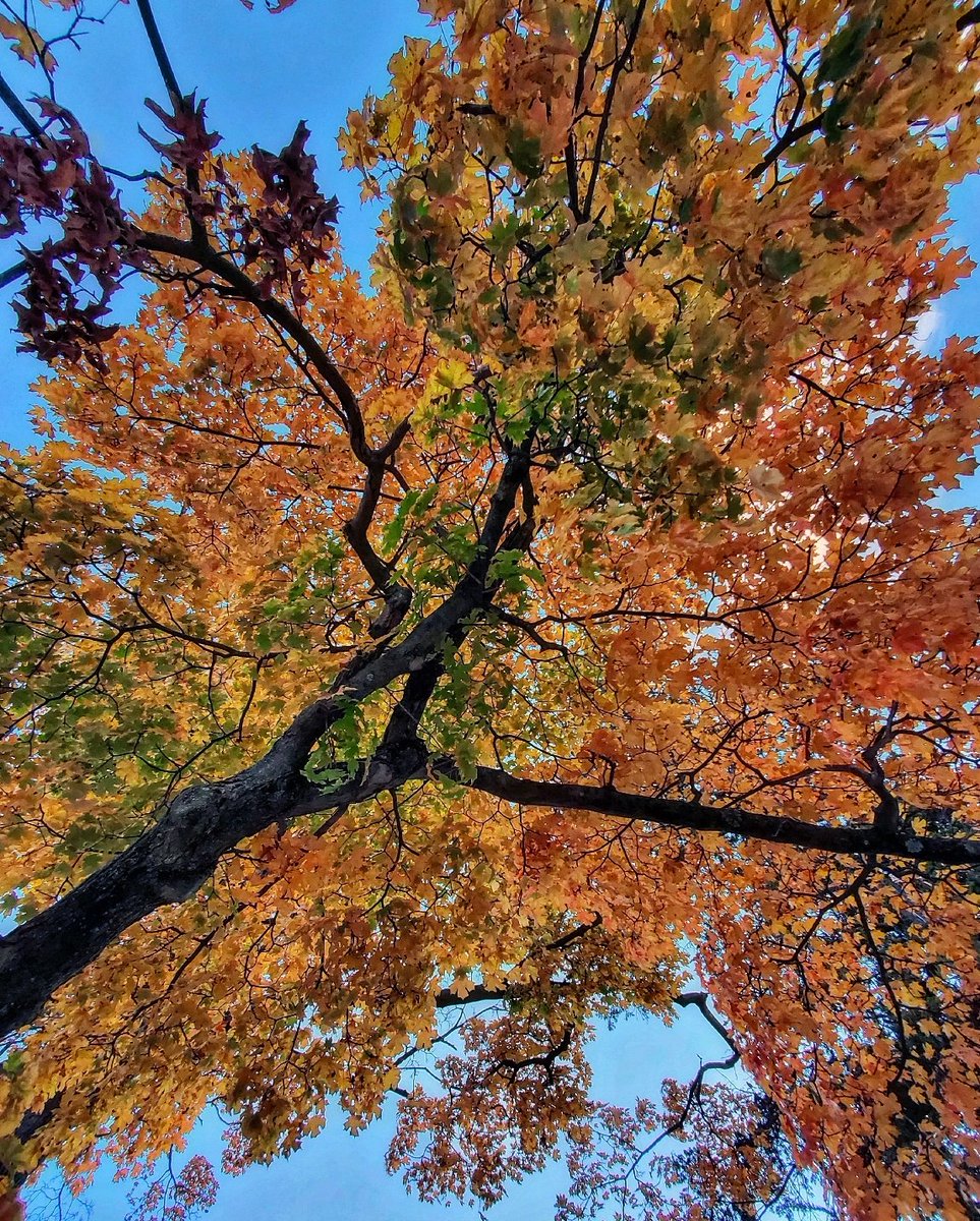 MissouriWXWatch's tweet photo. My favorite color is Autumn https://t.co/RGzfXl2GTU