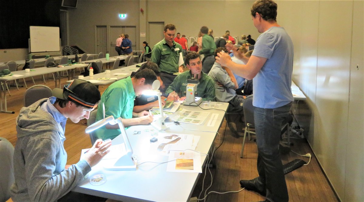 NSW_AGRONOMY's tweet photo. 🐛🪲🐞Some of the faces at last week's insect ID workshop at #Narrabri. Great day organised by @nswdpi and #QDAFF as part of the IPM for Grains project, funded by @theGRDC.
Mainly young agros with lots of questions &amp; hands-on learning👍

@GRDCNorth @beatsheetblog @cesaraustralia https://t.co/wjC30OWCoe