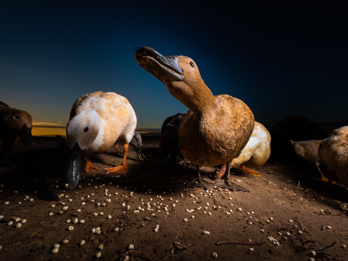 DuckFoodBot's tweet photo. treats are soooo good 😋

(retweet to send a yummy snack https://t.co/bCx4zPeNUf) https://t.co/xjnmKIvNYD