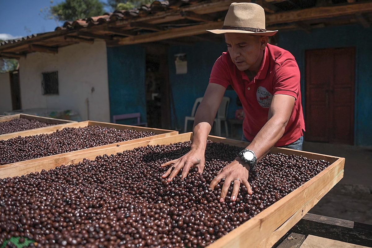 utplinvestiga's tweet photo. ☕🇪🇨  Para el lojano, el café es más que un producto, es un patrimonio. Conoce la denominación “Lojano, café de origen” que tiene como objetivo proteger el café de la provincia y garantizar su procedencia y calidad. 

Descubre más en #PerspectivasUTPL 
🔗 https://t.co/Nsv4TEIxeD https://t.co/hZO65BdifA