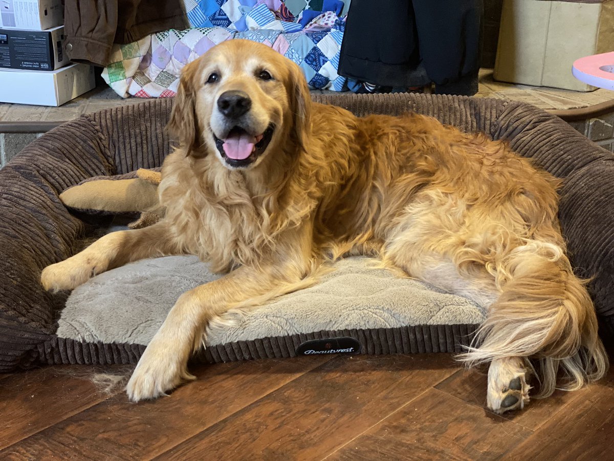 AdsPrincess08's tweet photo. @TheGoldenRatio4 meet our rescue Harley! We got him thru a private rehoming- the owner got cancer and couldn’t take care of him anymore. He settled right in and is so happy with us! His sweet sugar face makes my heart so happy. https://t.co/q5hPmFkmog