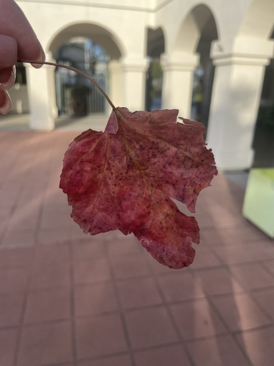 One of my favorite things about this position is greeting students during morning drop off. One kiddo gave me this leaf the other day. Made my day! Small gestures can make a huge difference. 🤓 <a href="/FoussatSchool/">Foussat School</a> #osideusd