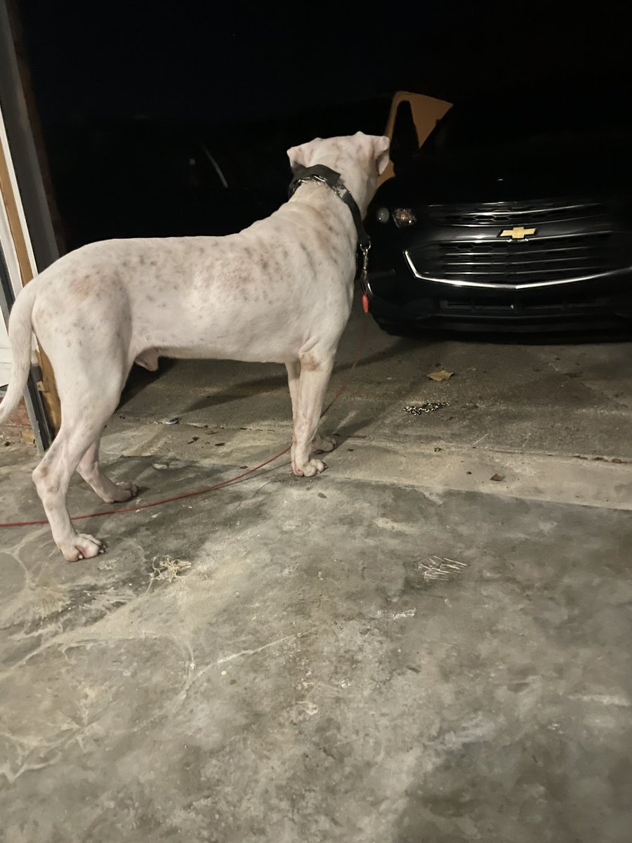 CoachDMurphy151's tweet photo. Out in the garage with my BIG boy #Kobe #dogo #dogoargentino #151K https://t.co/FgrUKQmfRn