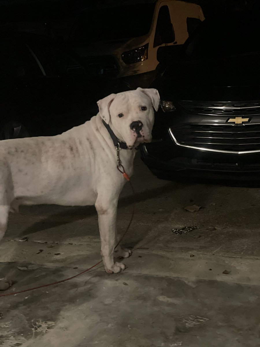 CoachDMurphy151's tweet photo. Out in the garage with my BIG boy #Kobe #dogo #dogoargentino #151K https://t.co/FgrUKQmfRn