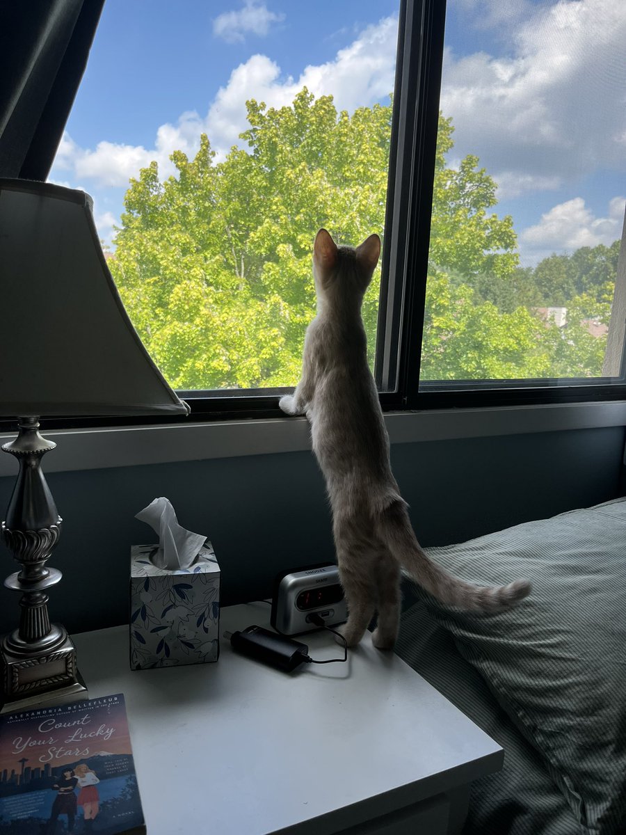 bbbrodyyy's tweet photo. here’s a leo reveal 🥹 im a proud cat aunt https://t.co/n1kcmgFqyz