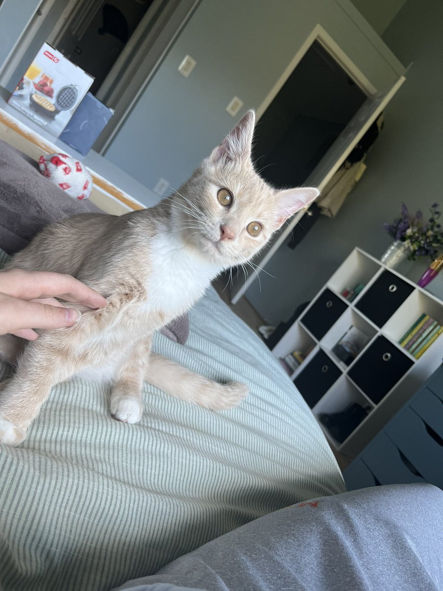 bbbrodyyy's tweet photo. here’s a leo reveal 🥹 im a proud cat aunt https://t.co/n1kcmgFqyz