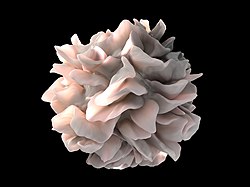 biomarketjp's tweet photo. BioQuickニュースを更新しました!
TSOI社は、#CD103 を発現する樹状細胞とその #エキソソーム が、JadiCell間葉系幹細胞を介した肺の保護に関する新しいメカニズムであることを特定。
https://t.co/ENhq4MCutA https://t.co/nJqDliExfK