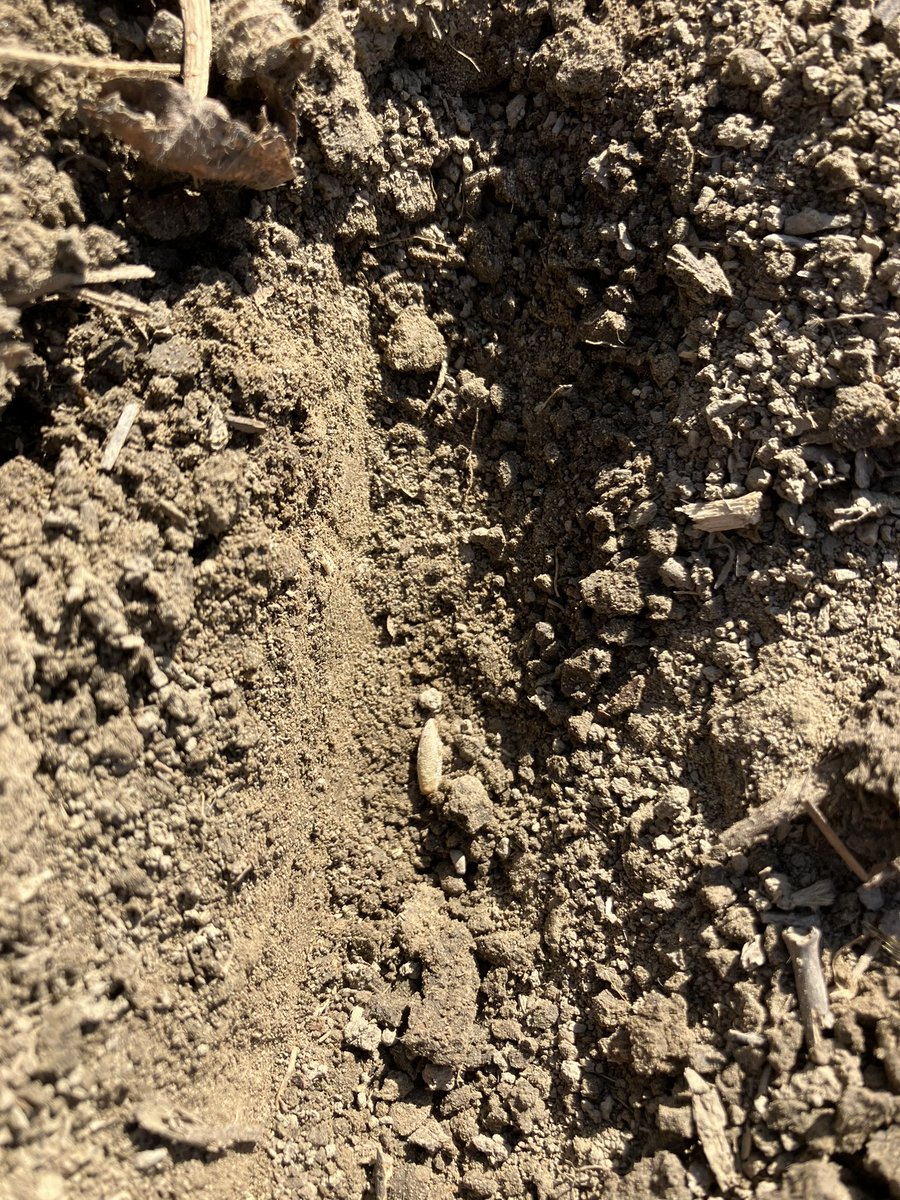 Great setup day in deep SWOnt, Avatar 6.16 off to its new home and straight to work planting a rye cover crop, to build soil fertility and protection for the winter! #ontag #plant23prep <a href="/HorschOntario/">HORSCH Ontario</a> <a href="/GoorBrent/">Brent Vande Goor</a> <a href="/jeremycnoble/">Jeremy Noble</a>