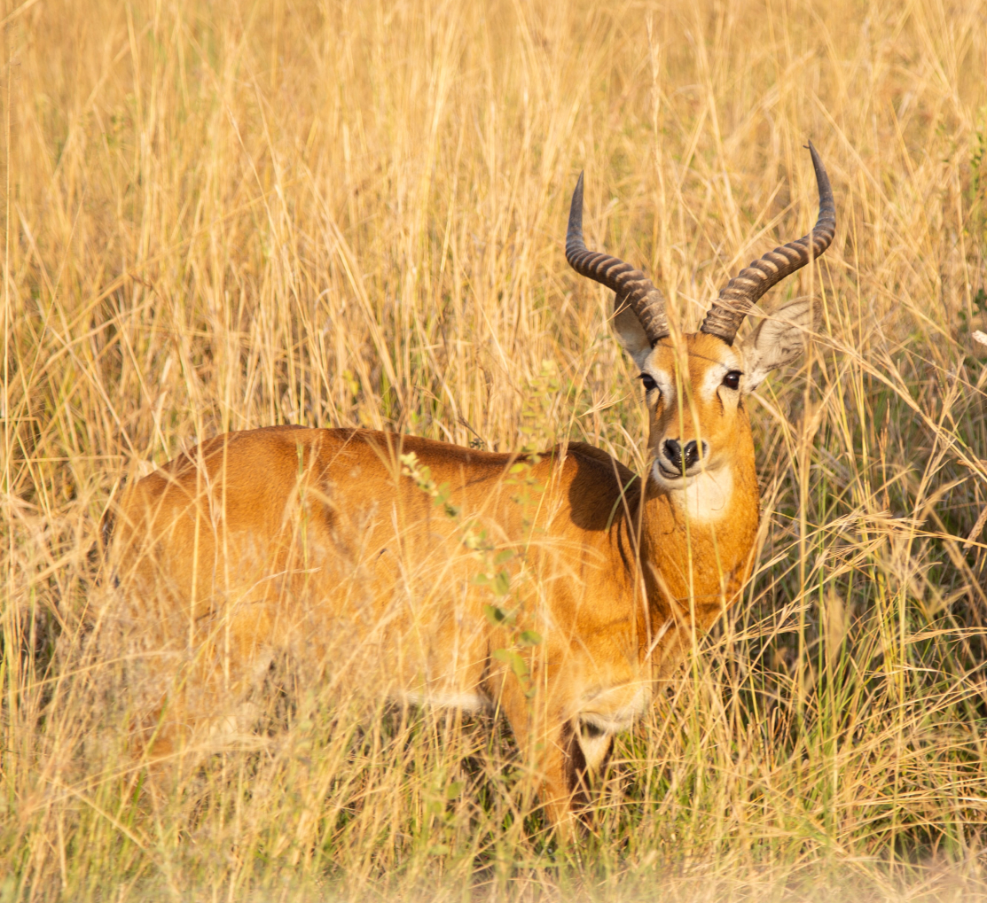 AnimalThen's tweet photo. Cute male impala in Uganda
.
.
.
#Hernivore
#Mammal
#Impala
#AfricanAnimal
#AfricanWildlife
#BrownAnimal
#UgandaTour
#UgandaWildlife

#Nature #Animals #WildlifePhotography #English #NaturePhotography #CuteAnimals #Wildlife #EnglishTeacher https://t.co/wjjEyRTAPg