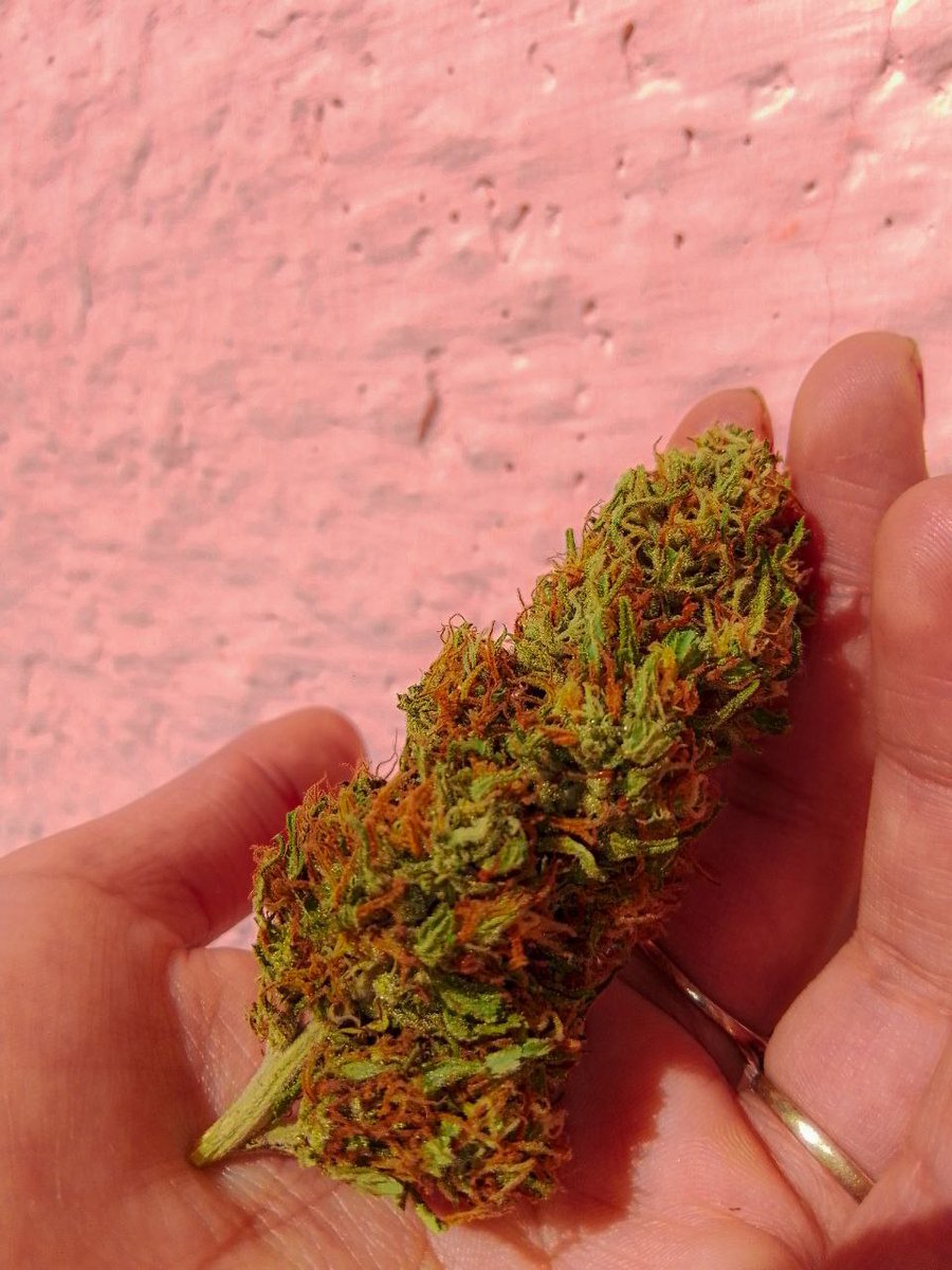 MonkeyKush422__ tweet media