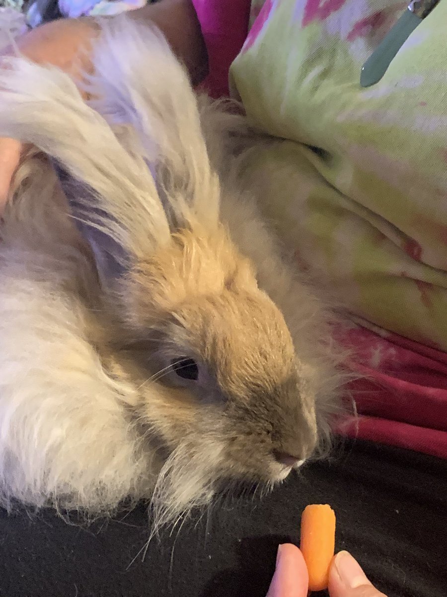 bunsofconyers's tweet image. Monday night? Time I haz a carrot! -Honey Bun 🐰🥕