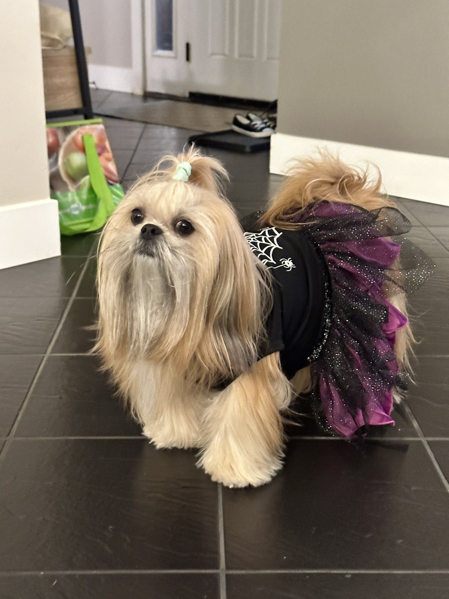 JJTwyford's tweet photo. Someone got a new dress. #princesscoco #dogsoftwitter https://t.co/2pfUwCDals