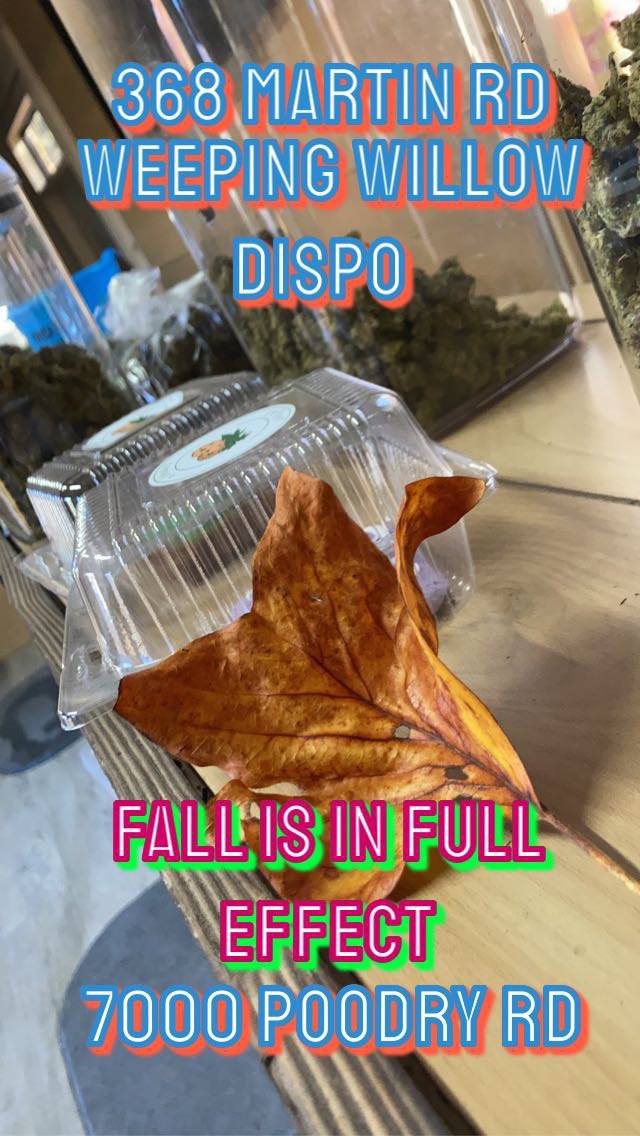 weeping willow tweet media