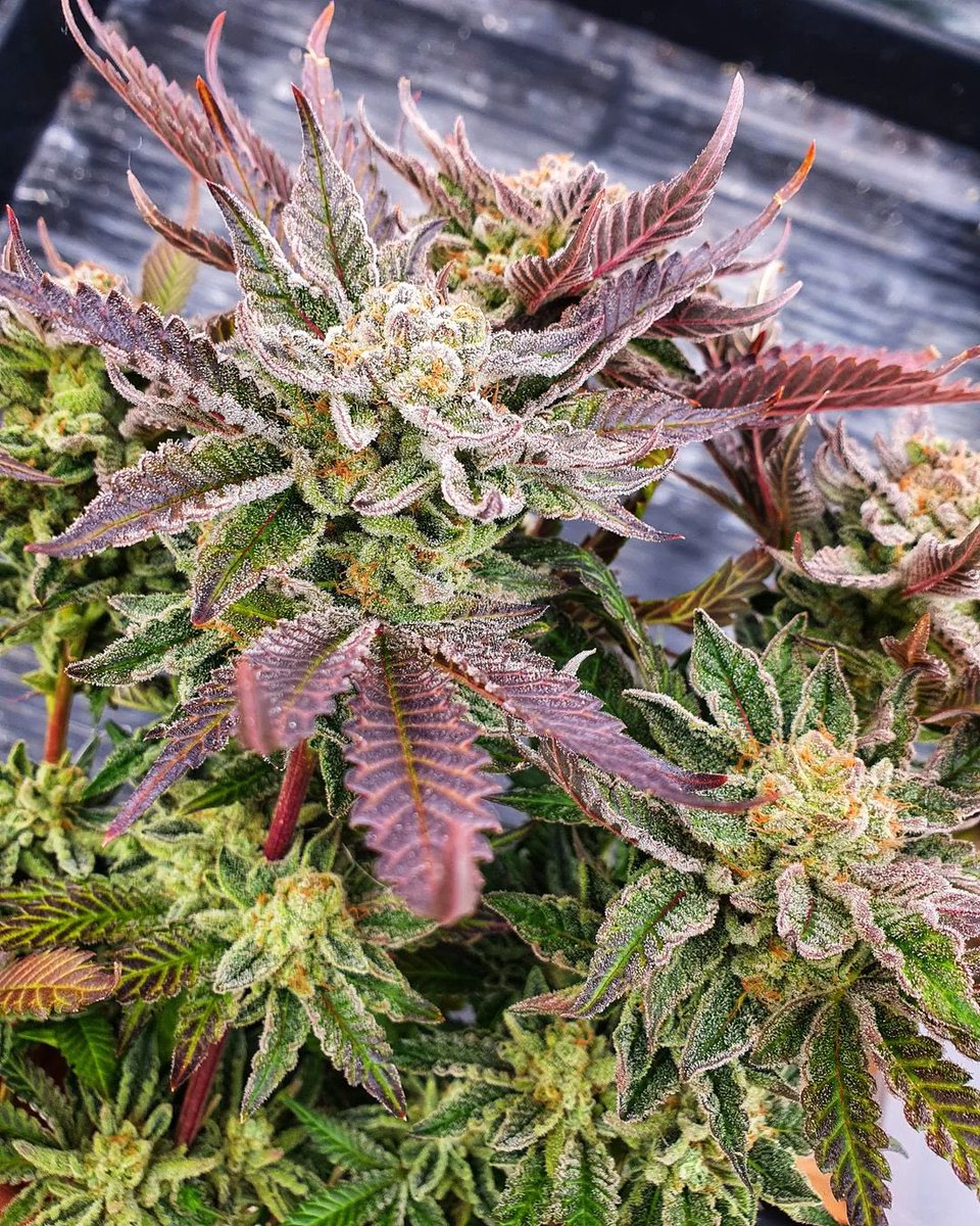 weeping willow tweet media