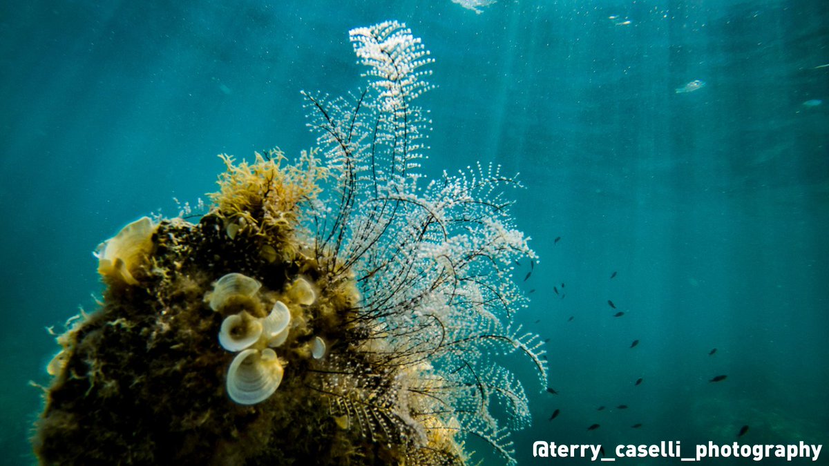 visiteurope's tweet photo. Hello! I'm Terry Caselli, a photographer 📸 from Malta🇲🇹. Do you love🤿 sea diving, islands, and photography? I have the perfect spot for you: Ghar Lapsi. Ready to embark on my #NaturallyCurious journey? 

Join me here 👉 https://t.co/2AHQSIeJsf https://t.co/UpFuUdYr4Y