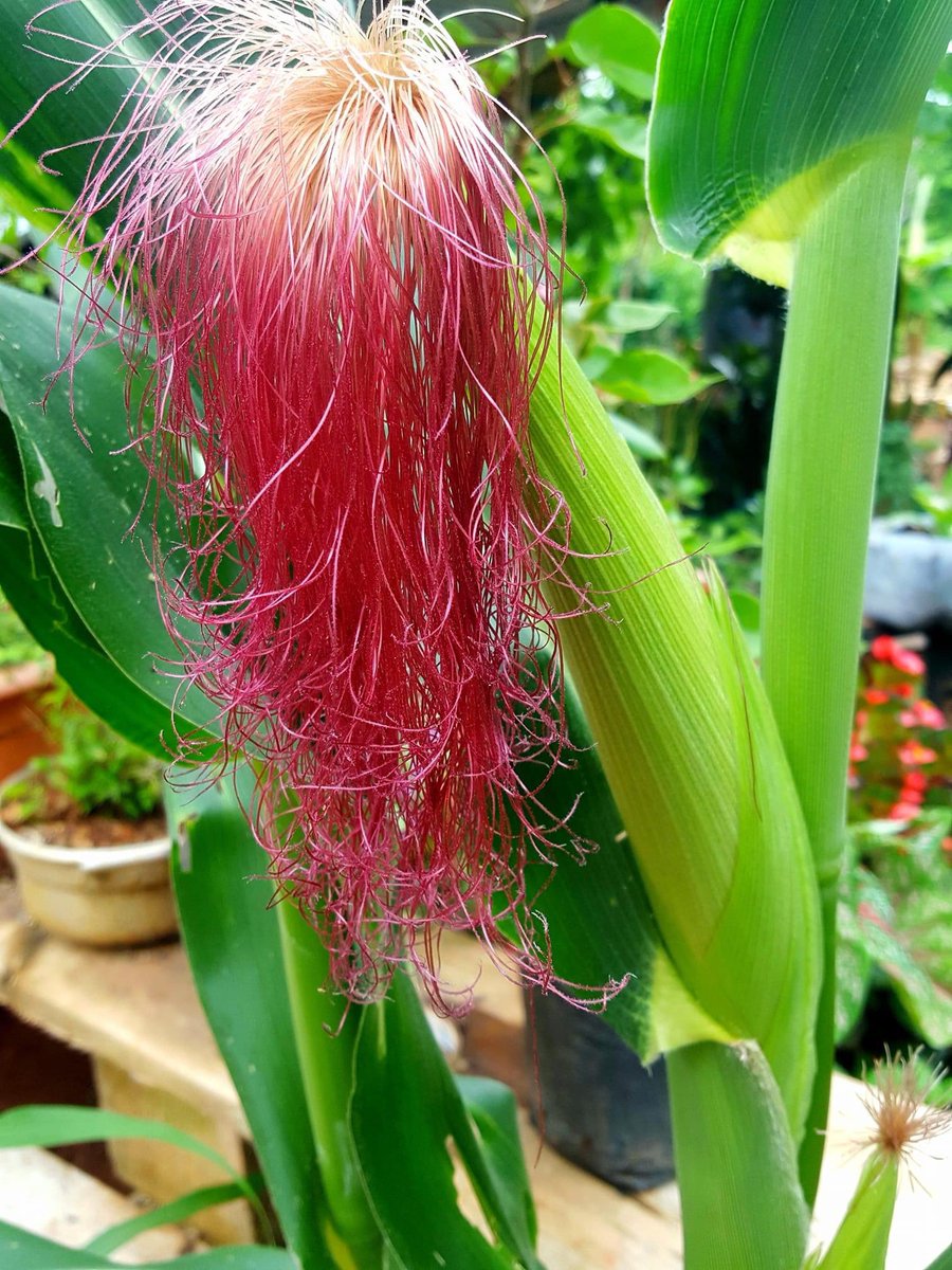 Alimento ancestral 🌱