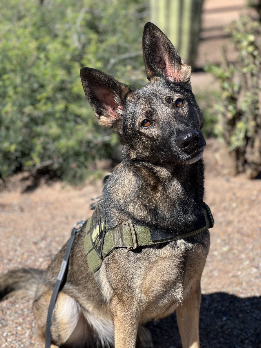 TAA_Police's tweet photo. GUESS WHO’S BIRTHDAY? 🐾 🎉 🐕 
One of our Explosives Detection Canines turned 4 yrs old today!

If you’re @TucsonAirport anytime soon, be sure to wish K9 Yewa a HAPPY BIRTHDAY! She works hard keeping Tucson travelers safe!

We’re lucky to have you &amp; your partner Ofc Beyer. https://t.co/2mKn1c2dgl