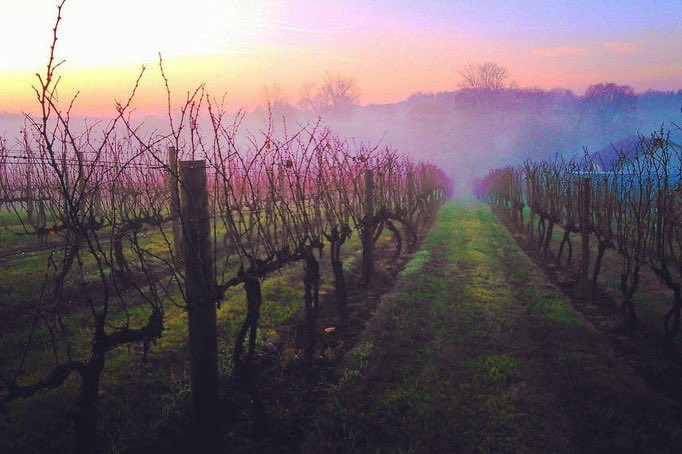 ReservePass's tweet photo. #PearmundCellars (Broad Run, VA) When showing your #ReservePass @PearmundCellars you’ll receive “1 complimentary #wineflight with a purchase of any bottle of #wine or 2 complimentary flights with the purchase of 2+ bottles!” #vawine #virginiawine #vawinelover https://t.co/urHa9yCX2K
