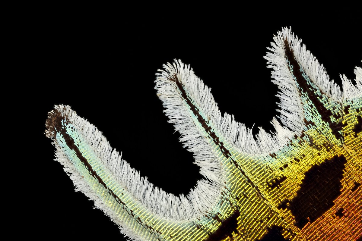 moltenblue's tweet photo. More #Urania ripheus (Madagascar Sunset Moth) tail bling. #sunsetmoth https://t.co/X6koHn15y6