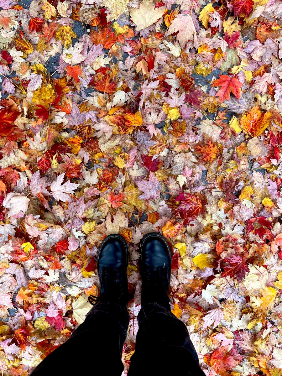 🍁