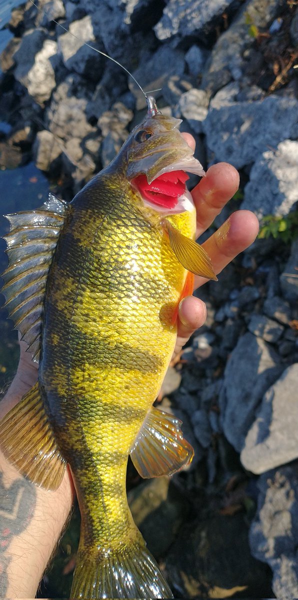 #Harvesting your own dinner is one of the better feelings in #life!!🎣🐟

ALSO...

#Fishing soothes the soul and creates #respect for #nature!!🐟🎣