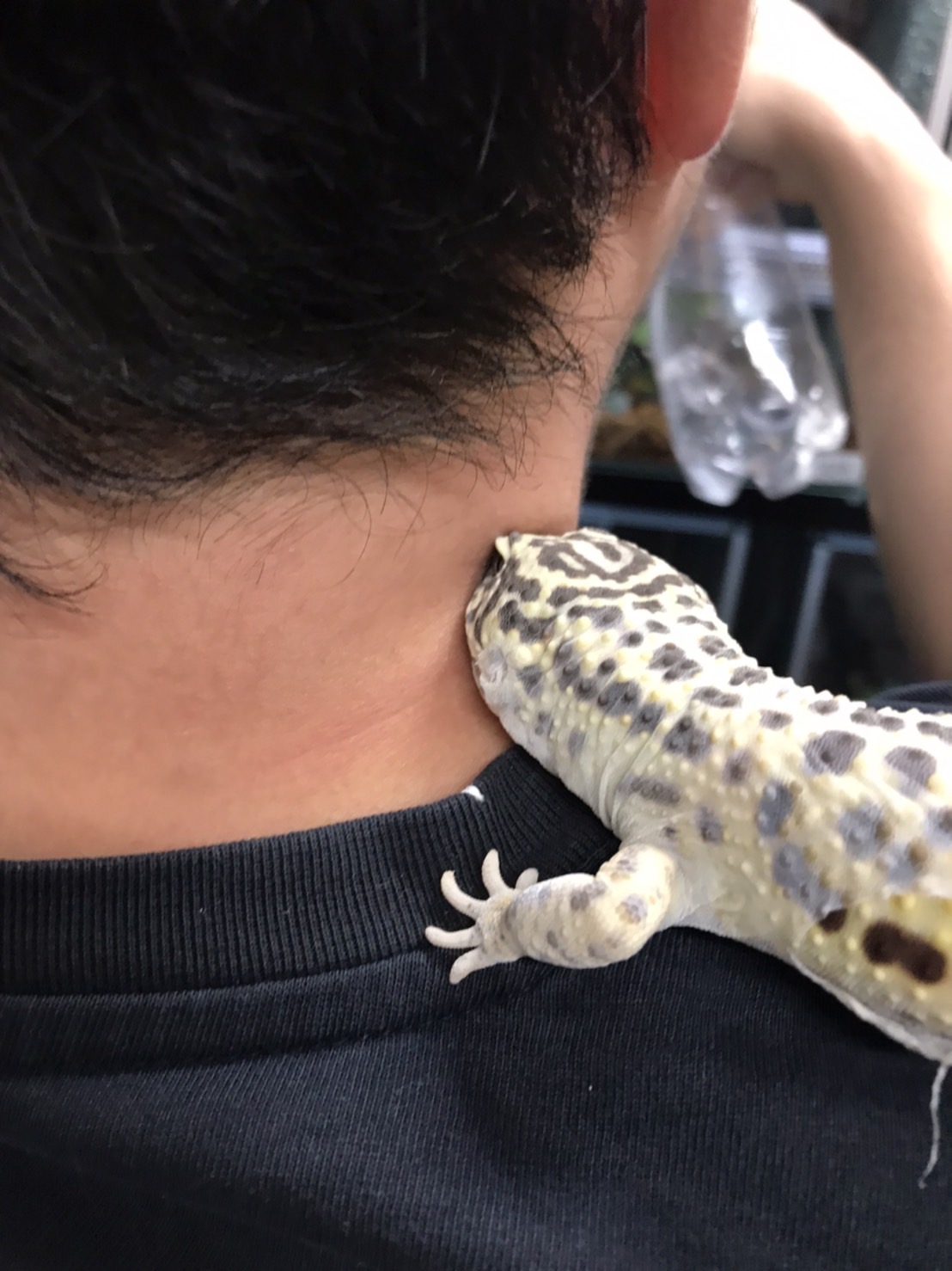 れお蔵 Leopafreak Twitter